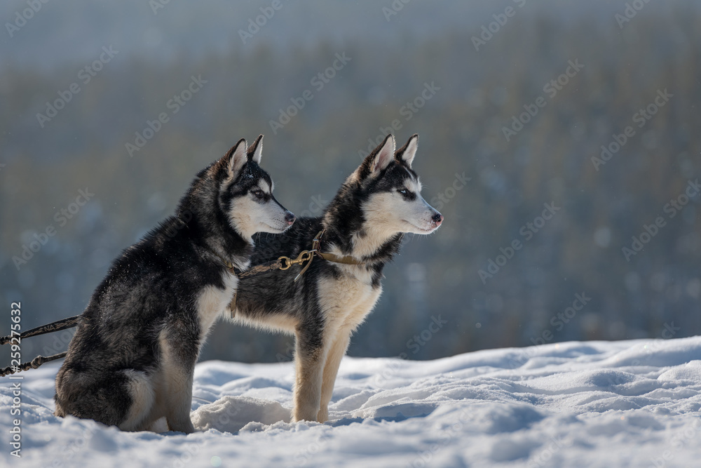 black and white puppies Siberian Husky dog sitting on a snow in winter