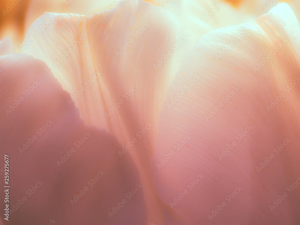 Soft Flower Background