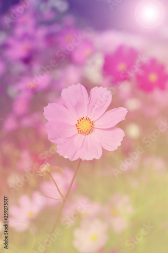 Cosmos flowers background