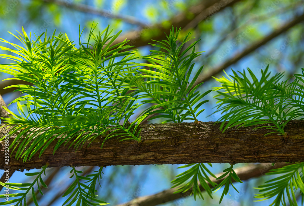 Obraz premium Fir tree branch close-up