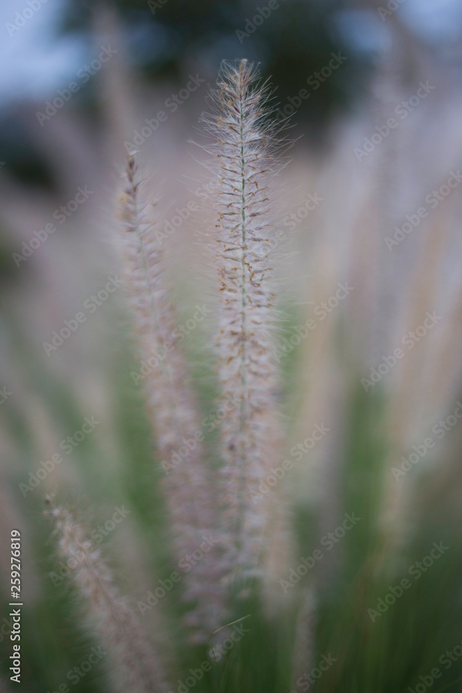 close up of grass close up of grass