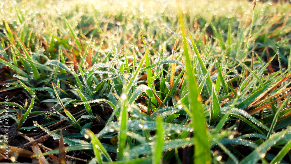 Dew on the top of the grass in the morning