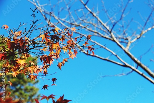 branch of a tree with red leaves on blue sky