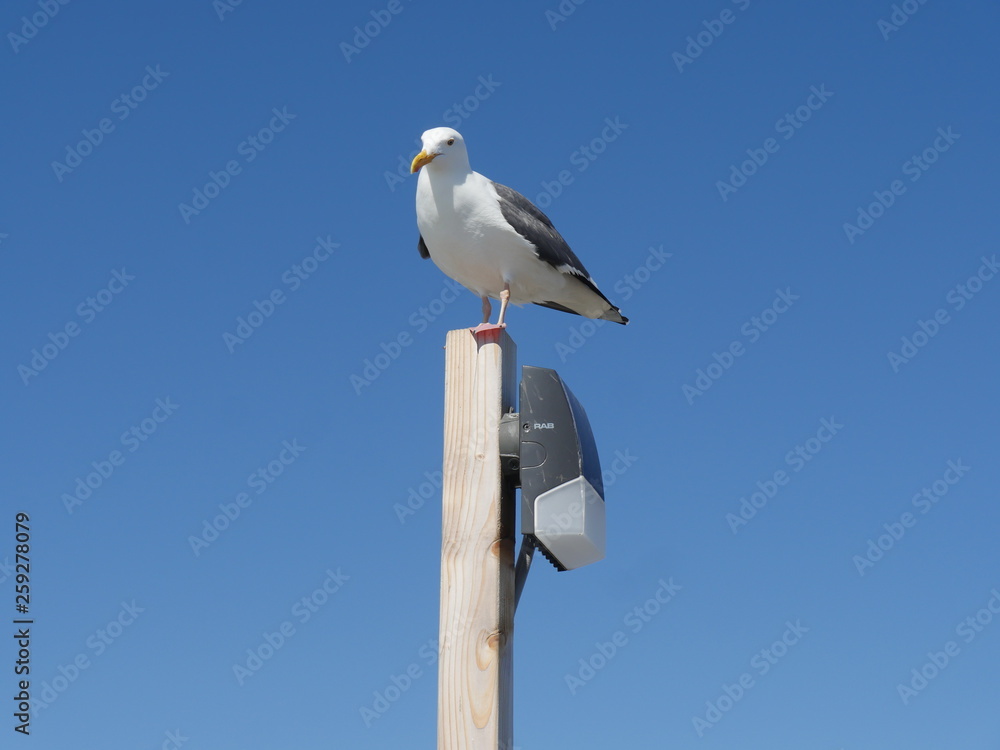 Obraz premium seagull on post