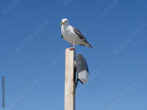 seagull on post