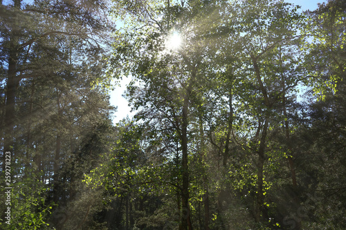 the bright sun filtering through the leaves of the trees in the forest
