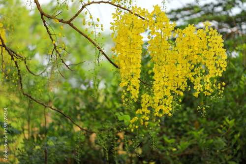 Golden shower (Cassia fistula) national flower of Thailand.
