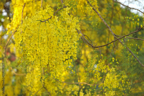 Golden shower (Cassia fistula) national flower of Thailand.