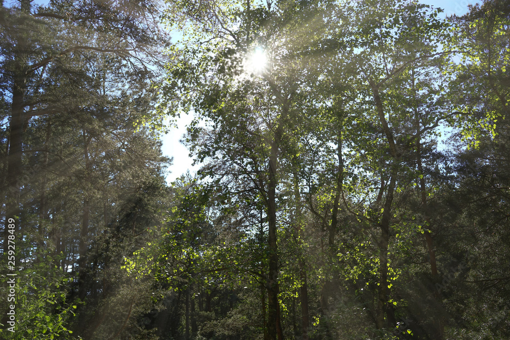 Fototapeta premium the bright sun filtering through the leaves of the trees in the forest