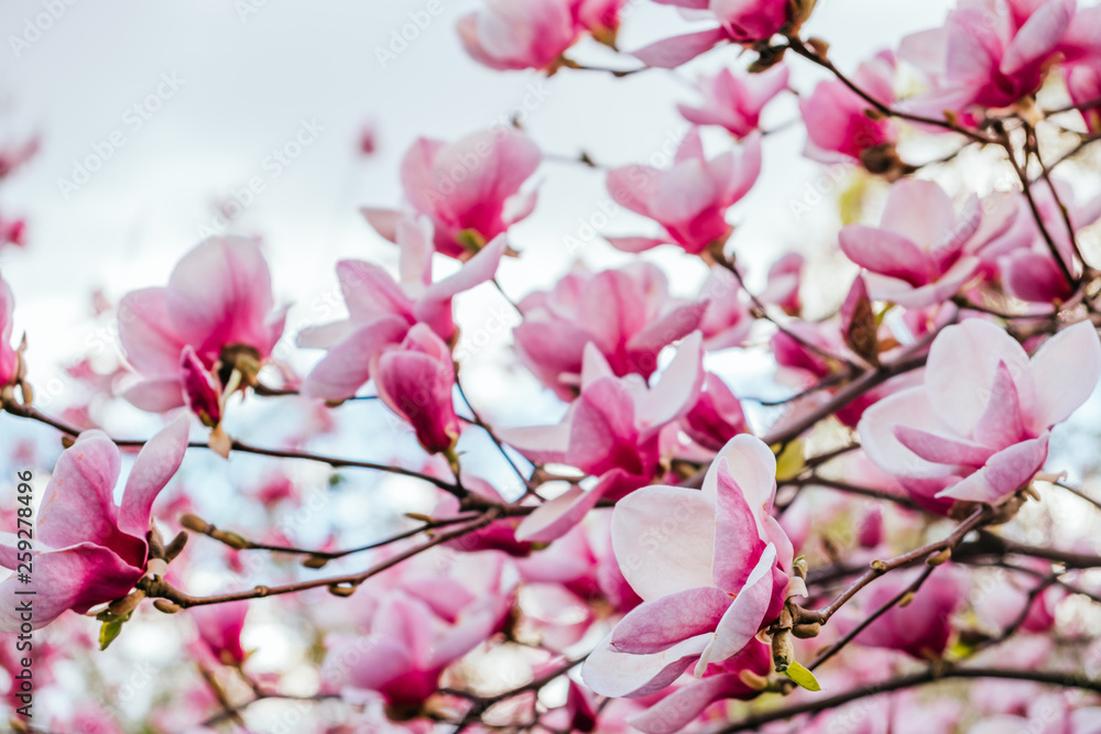 Magnolia flower blossom background Magnolia flower blossom background