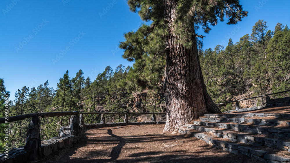A large ancient pine