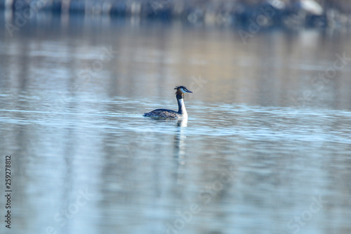 Crested grebe in water © qiujusong