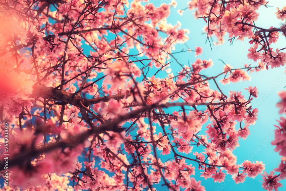 Soft focused pink blooming blossom. Macro shot of coming spring Soft focused pink blooming blossom. Macro shot of coming spring