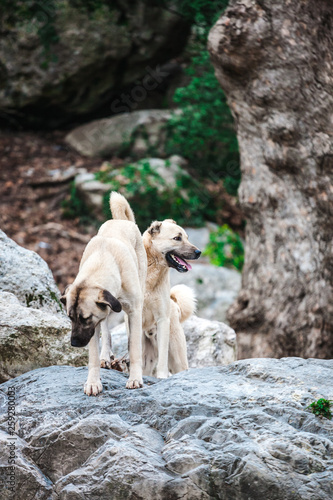 Two Caucasian Shepherd Dogs Close Up. © zhukovvvlad