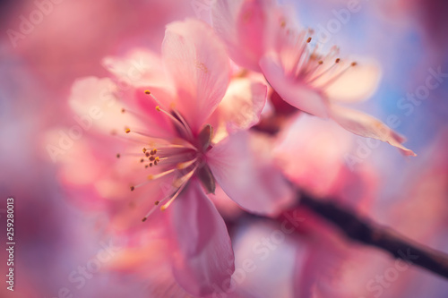 Soft focused pink blooming blossom. Macro shot of coming spring