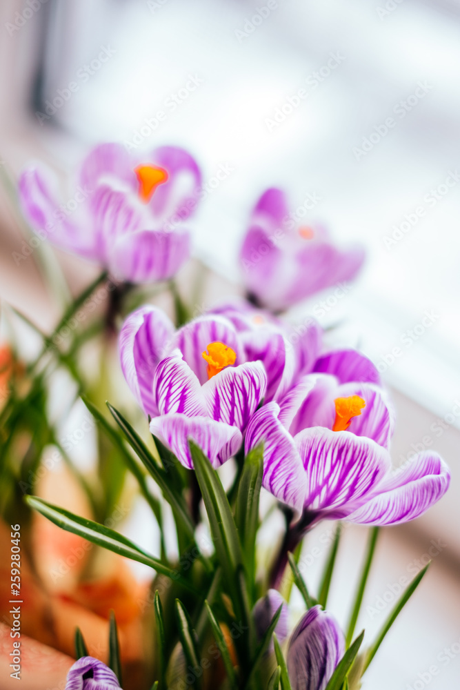 Spring Crocus flowers