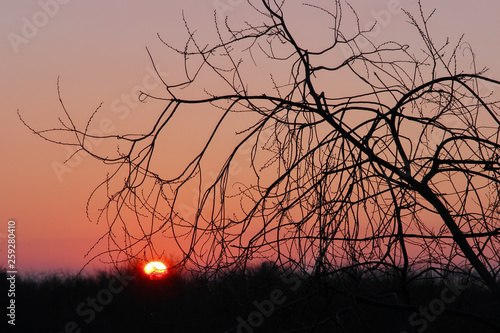 Sunrise in April against a tree