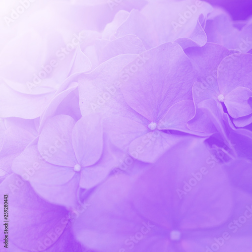 Soft Flower Background