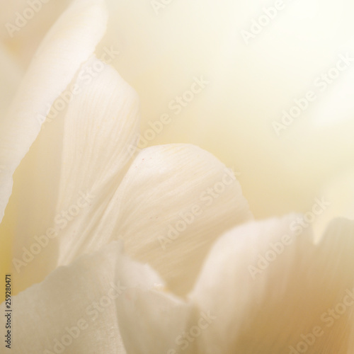 Soft Flower Background