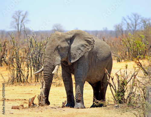 Vibrant image of an African Bull Elephant standing in the African Bush, with a plae blue clear sky and yellow dried grass. Hwange National Park, Zimbabwe