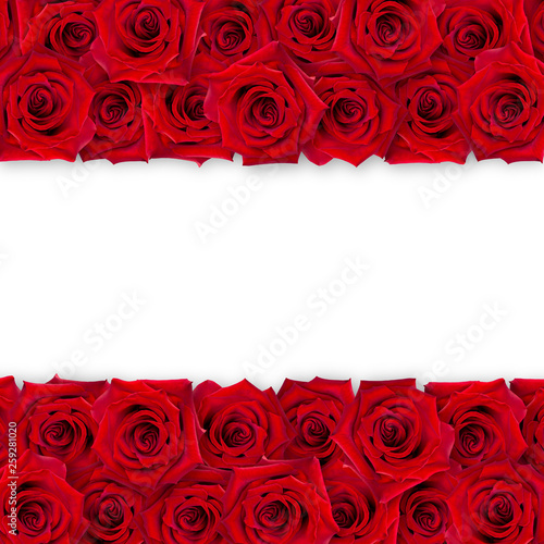 Background of red roses on a white background. The horizontal arrangement of the buds. Vintage style. Mock-up.