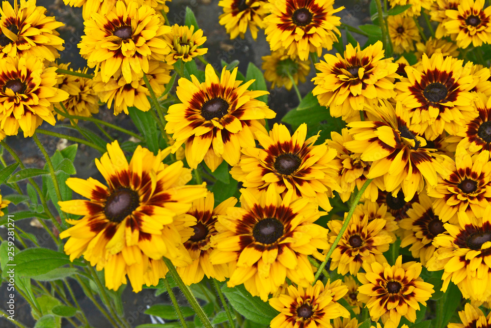 Close up of Rudbeckia 'Giggling Smiley' in a flower border Close up of Rudbeckia 'Giggling Smiley' in a flower border