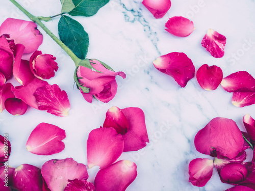 Closeup pink rosefor  background