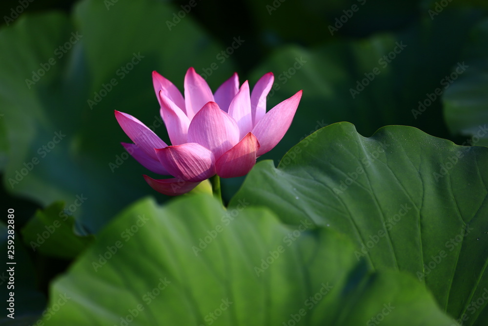 Blooming lotus flower, very beautiful Blooming lotus flower, very beautiful