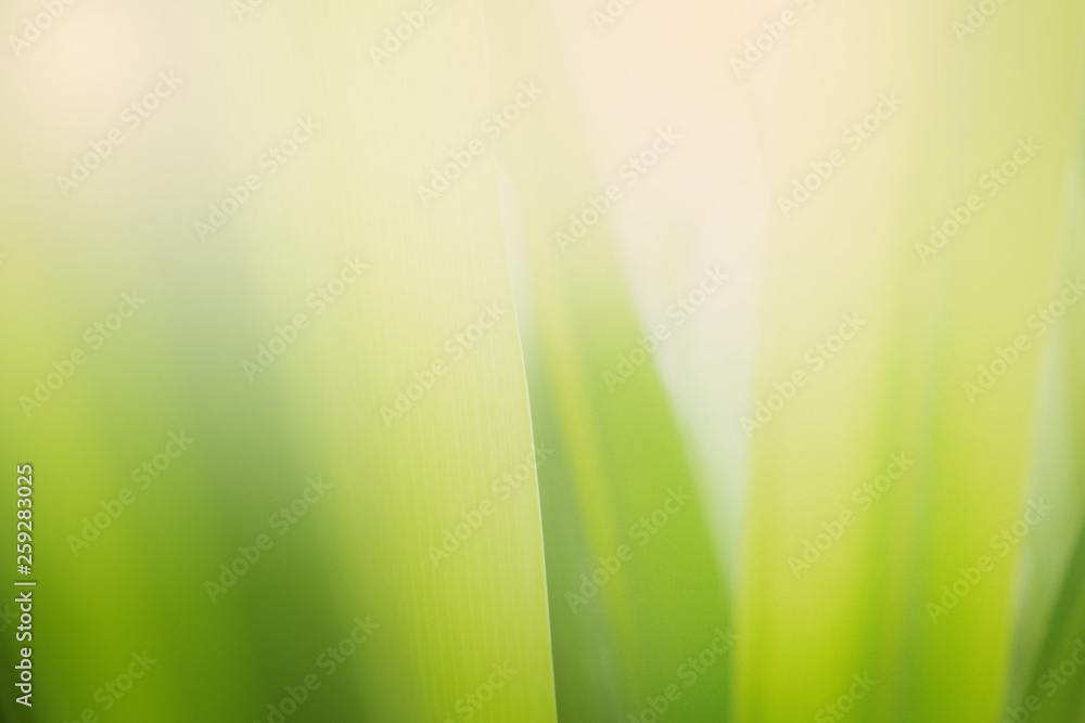 Obraz premium Natural Green Leaves Background in soft focus with Shiny Light. Spring Natural Background Concept.