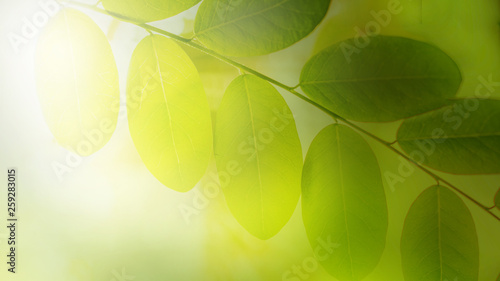 Natural Green Leaves Background in soft focus with Shiny Light. Spring Natural Background Concept.