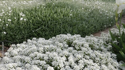 Cerastium tomentosum and Iberis in a Mediterranean garden. The carpet of flowers moves in the breeze photo