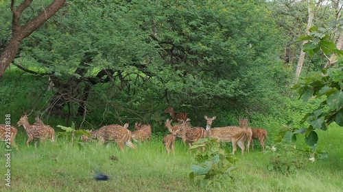 Spotted Deer 