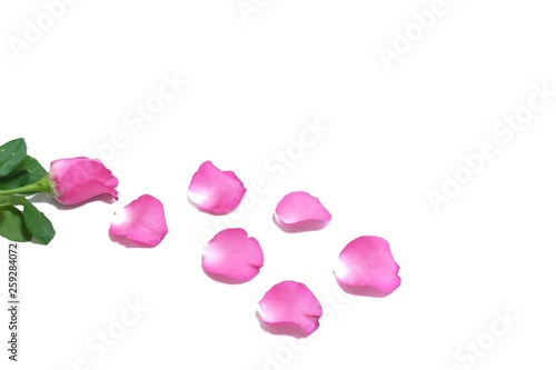 In selective focus sweet pink rose flower blossom and a group of corollas on white isolated background 