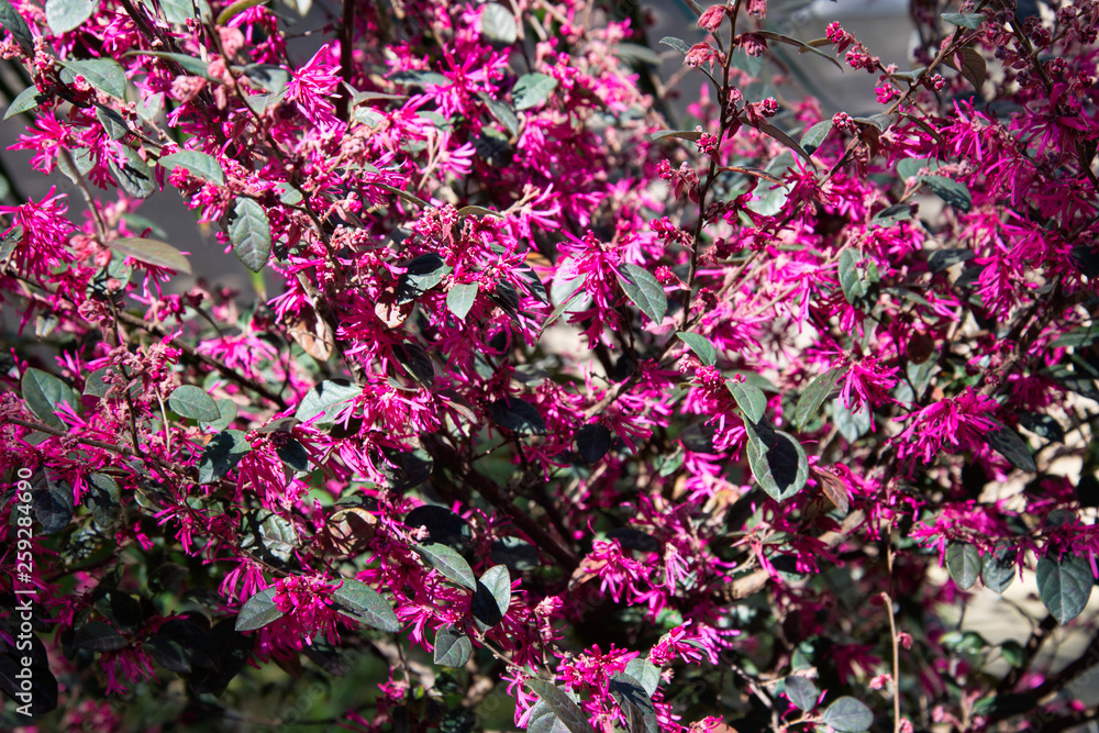Beautiful pink flowers. Sochi. Beautiful pink flowers. Sochi.
