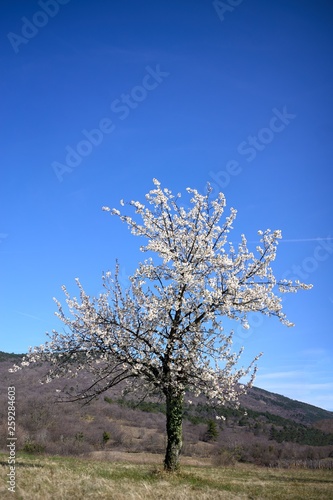 Blossom cherry tree in the nature 