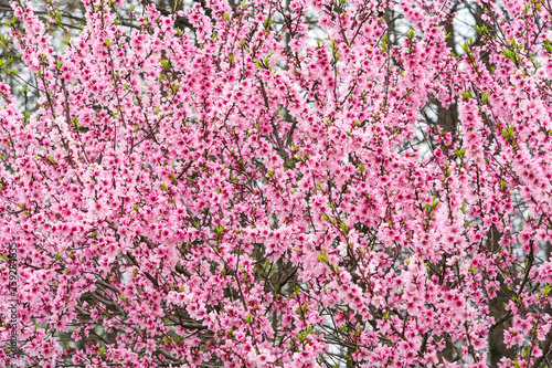 peach blossom bloom in an orchard