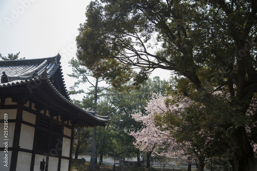 Japanese pavilion and cherry blossom in Nara in Japan © Jaime