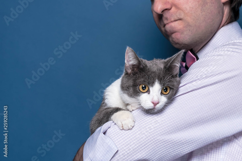 adorable grey cat sitting on man hands and looking at camera on blue background