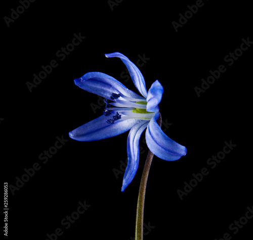 Fototapeta Naklejka Na Ścianę i Meble -  blue scilla isolated on black background close-up
