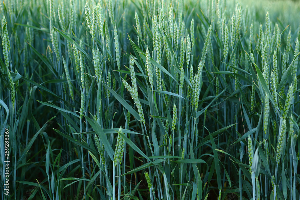 Obraz premium Green wheats growing in row
