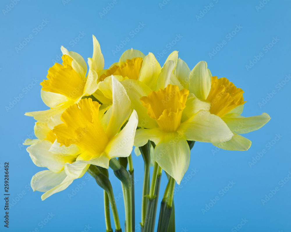 yellow narcissus flowers on a blue background yellow narcissus flowers on a blue background