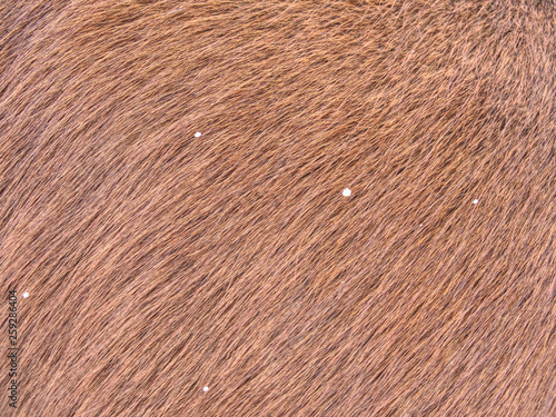 Obraz na plátně Horse with winter fur, acclimated animal