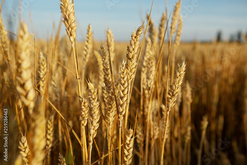 Field with ripe wheats cob