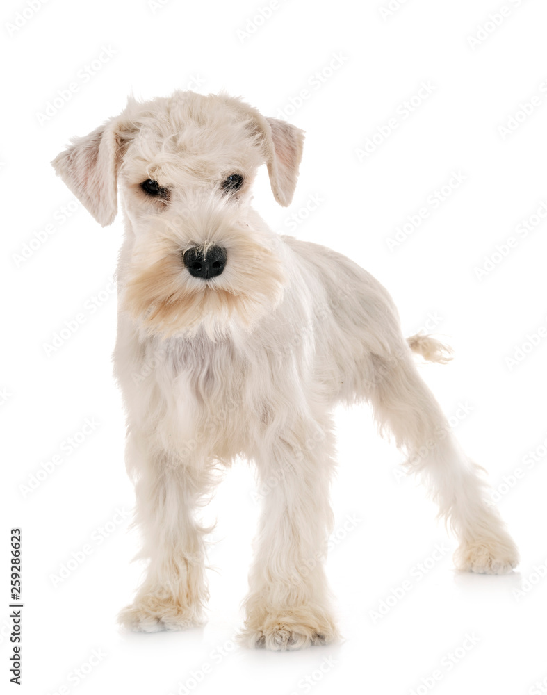 puppy white miniature schnauzer