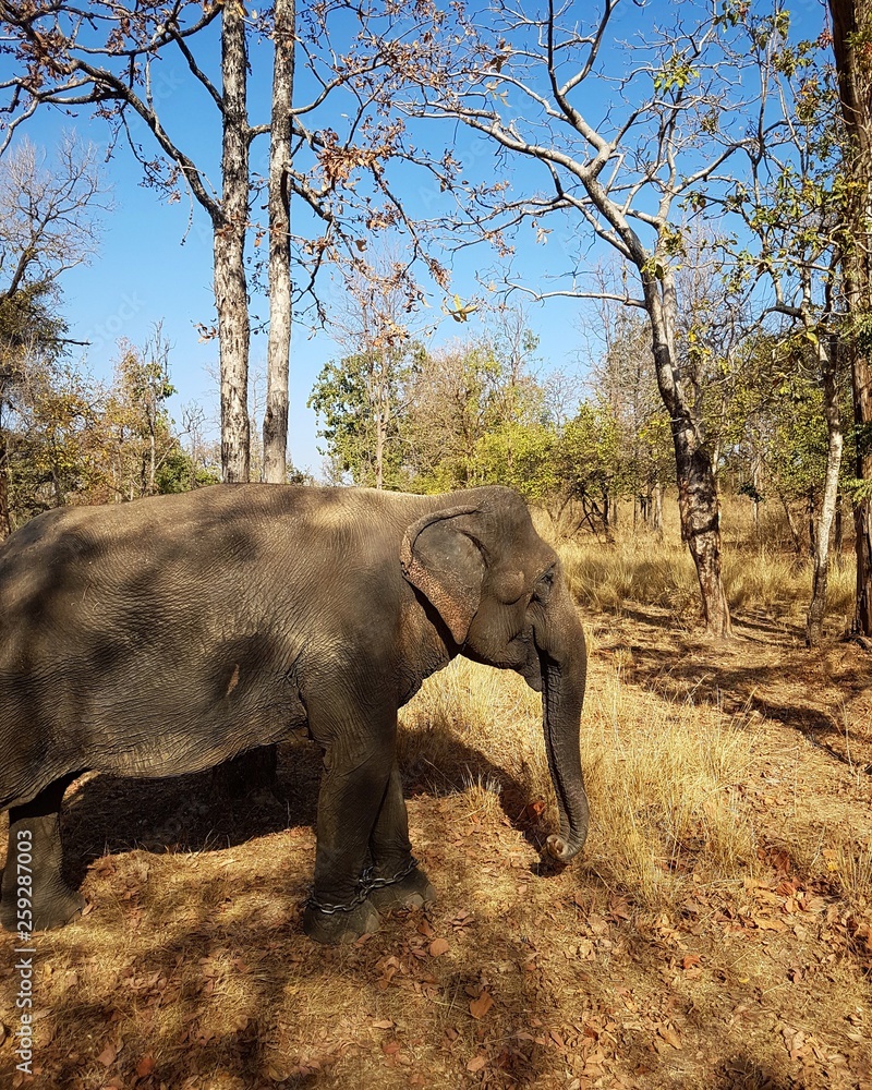 Fototapeta premium Wild Elephant