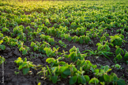 Growing young soy