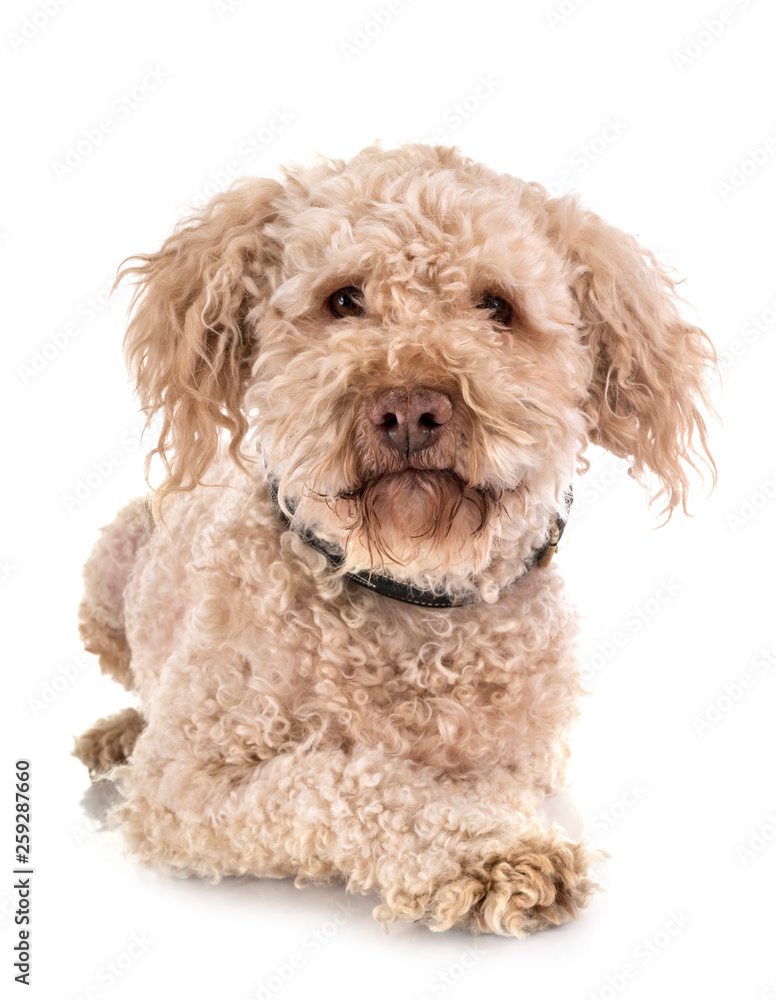 lagotto romagnolo in studio