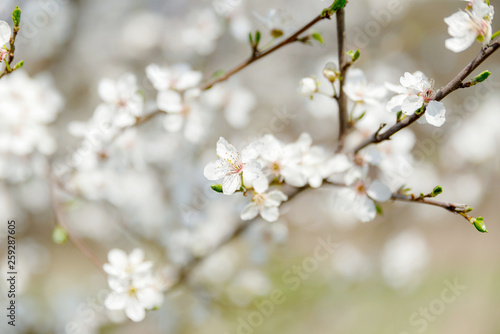 Kirschblüte, Frühling, Blüte, Sonne © js-photo