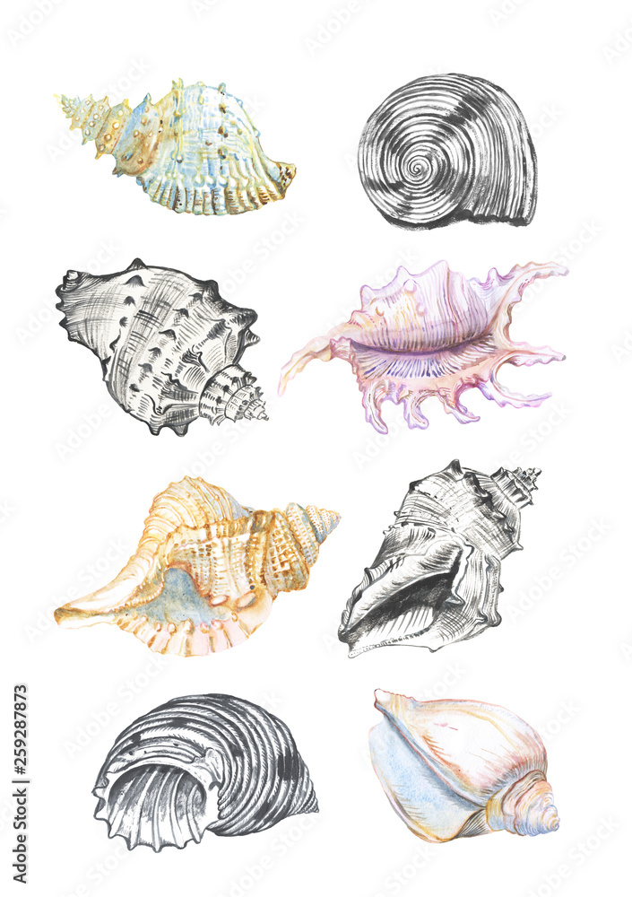 hand drawn watercolor set of seashells