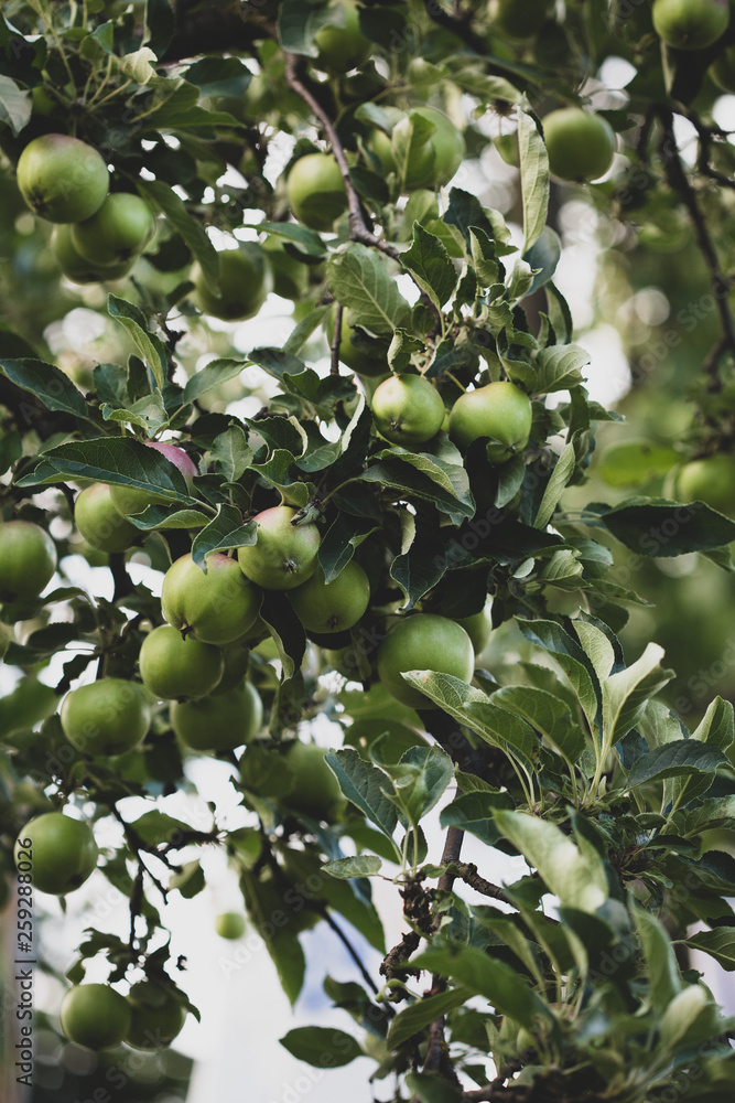 Apple tree with fruits